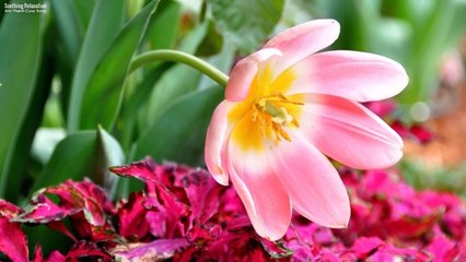 SLEEP MUSIC CHÚC NGỦ NGON 23H