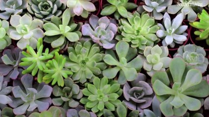 How Not to Kill Your Succulents This Winter