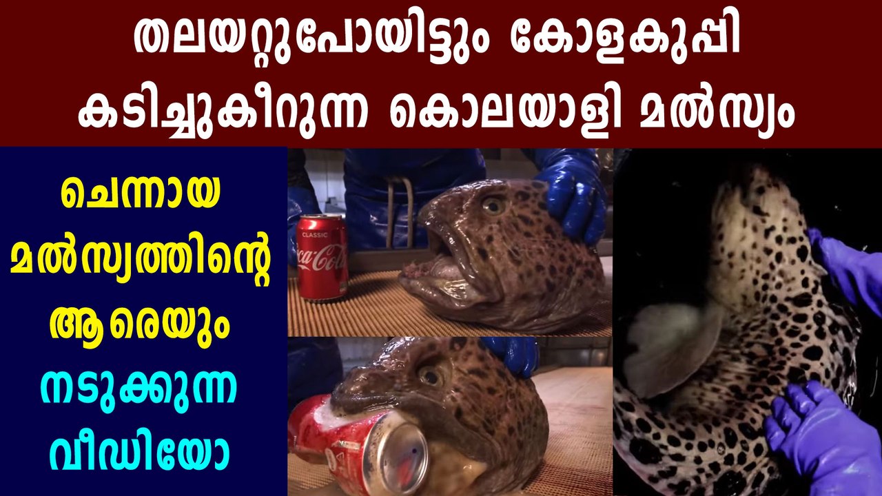 Wolffish bites coke can after being decapitated | Boldsky Malayalam