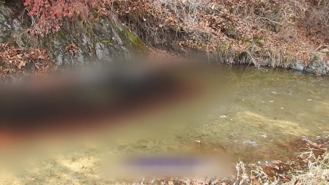 [더뉴스-인터뷰] 연천 돼지 사체 침출수 유출...현재 상황은? / YTN