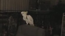 Video-1