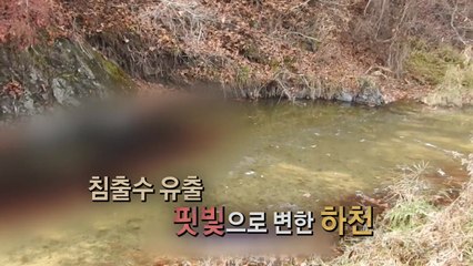 [뉴스큐] 연천 돼지 살처분 과정서 침출수 대량 발생 / YTN