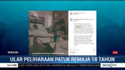 Remaja di Depok Tewas Digigit Ular Peliharaannya