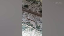 Creepy Hammerhead Worm Crawls Across The Ground