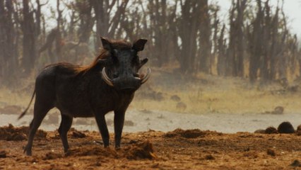 Este despreocupado jabalí despierta a cuatro leones y pasa esto...