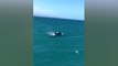 Vídeo Viral: Este grupo de orcas persigue a unos tiburones blancos