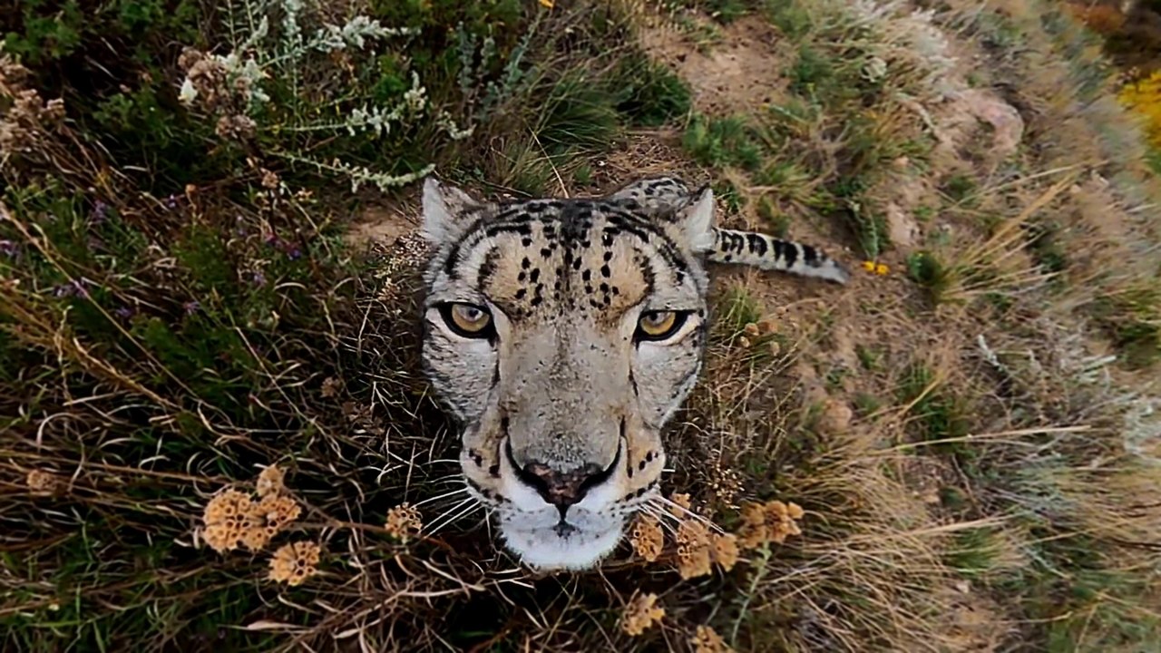Une panthère des neiges découvre une GoPro