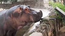 Giant hippopotamus climbs right up to edge of enclosure to watch visitors at Indian zoo