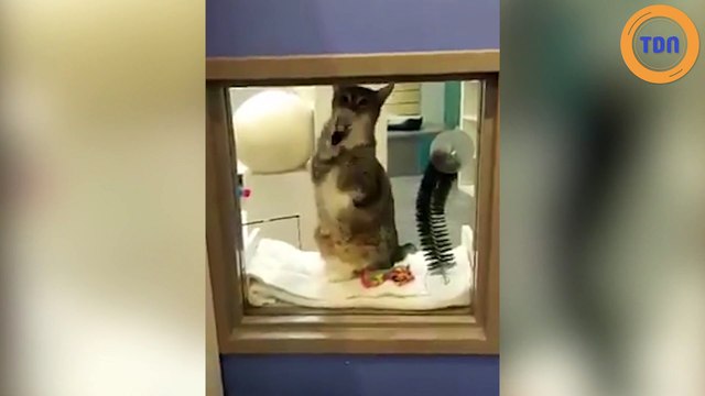 Ce chat est enfermé seul pour avoir aidé ses amis à s'évader trop souvent !