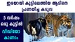 The rare friendship with amur tiger and timur goat | Boldsky Malayalam