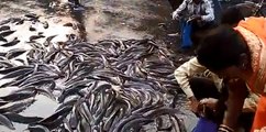 Truck carrying fish topples in Kanpur, crowd loses control