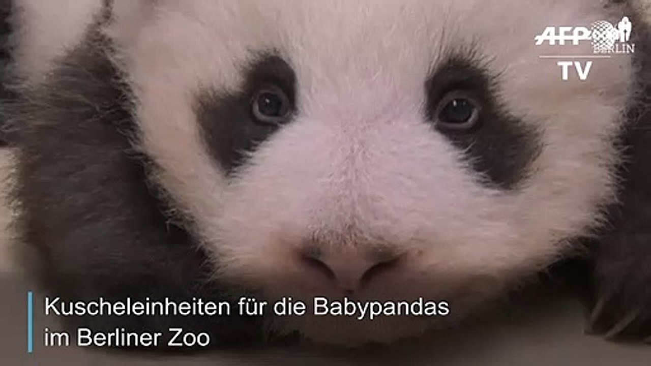 Kuscheleinheiten für die Baby-Pandas im Berliner Zoo