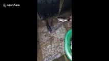 Heavy flooding from Typhoon Nakri causes fish to swim into houses in Vietnam