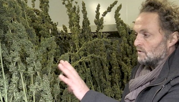 Creuse : cet agriculteur cultive du cannabis thérapeutique | Reportage