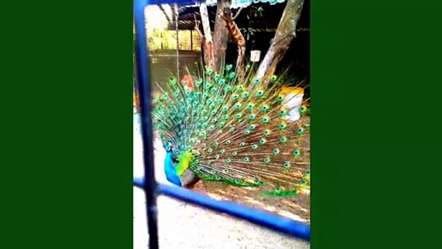 Very beautiful peacock dance.