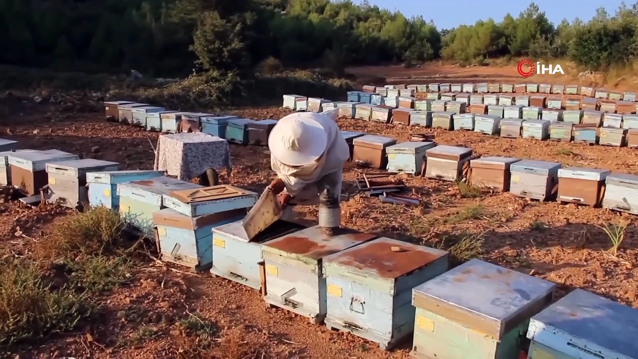 Muğla, uluslararası arıcılık ve çam balı kongresine hazırlanıyor