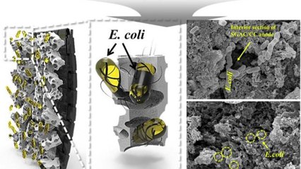 [인천] 인하대 억새풀 이용한 미생물 연료전지 개발성공 / YTN