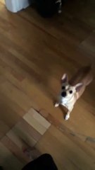 Première neige : ce chien fonce dedans.. et rentre aussi vite !