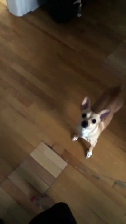 Première neige : ce chien fonce dedans.. et rentre aussi vite !