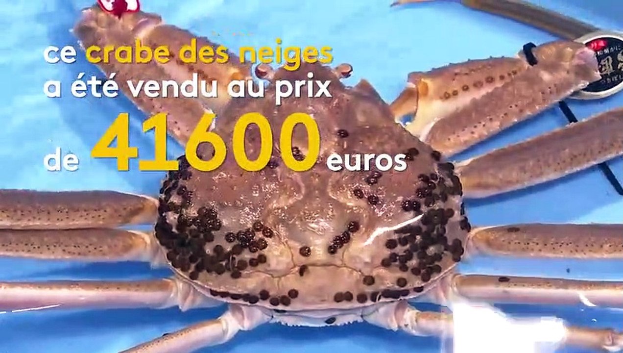Japon : un crabe des neiges vendu plus de 40 000 euros