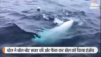 व्हेल ने खेला रग्बी