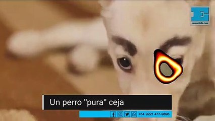 Las increíbles cejas de una perra hicieron que una mujer se enamorara de ella y la adopte