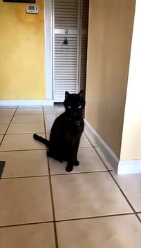 Vampire Cat Shows off Fangs