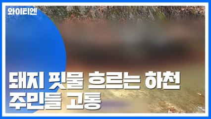 살처분 돼지 핏물에 방제 총력...걱정 여전 / YTN