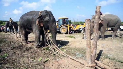 Indischer "Killer"-Elefant wird umgesiedelt