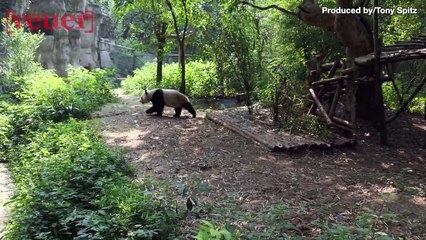 Berlin Zoo’s First Panda Dad Undergoes Medical Treatment