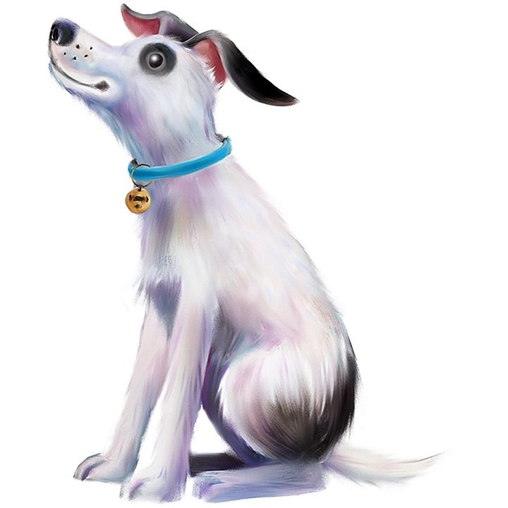 RSPCA appeal