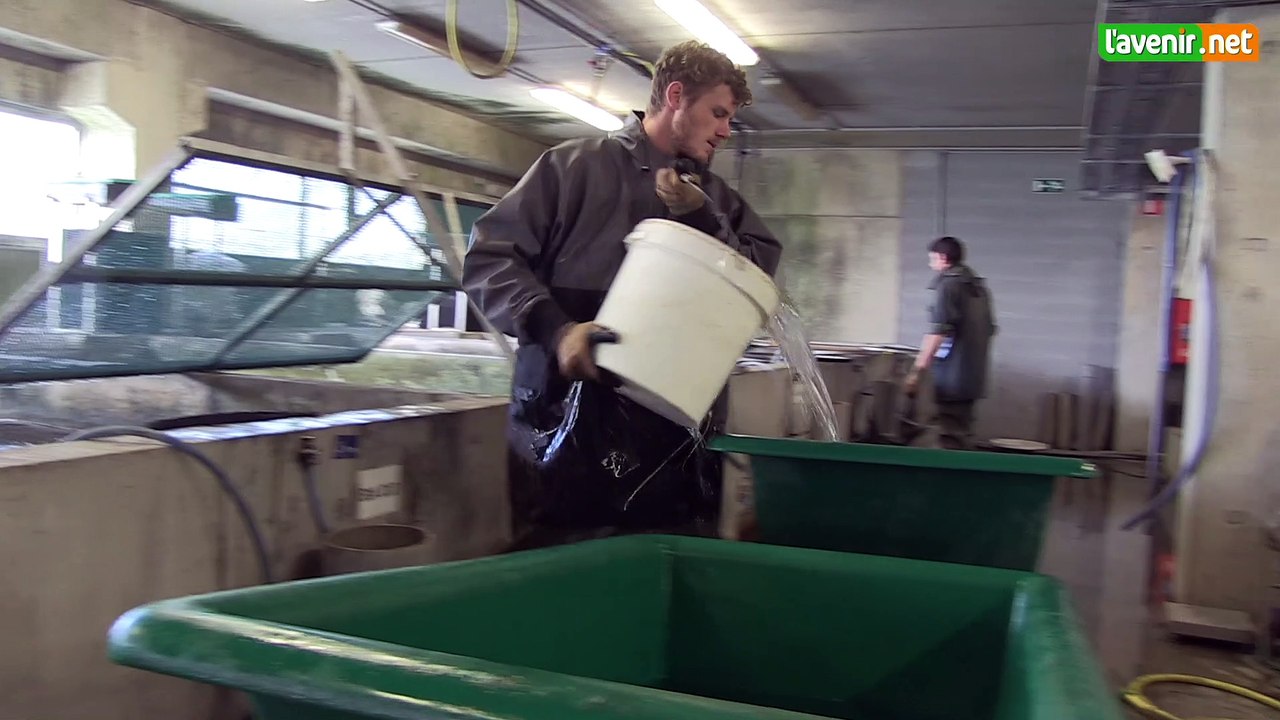 L'Avenir - Reportage dans les coulisses du caviar belge