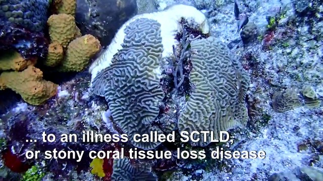 Strange disease threatens Caribbean coral reef