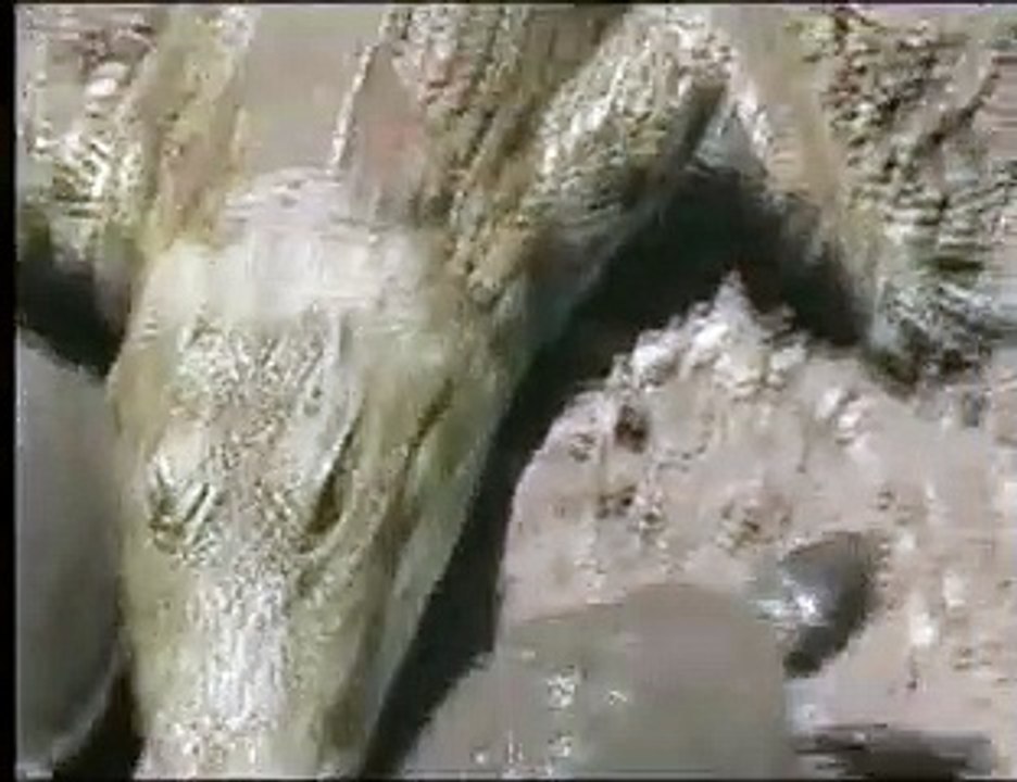 Battle at Kruger- Crocodile vs Tortoises