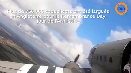 Des coquelicots largués par des avions