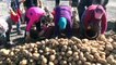 Ahlat Ziraat Odası Başkanı Demirden: 'Tohumluk patates üretiminin yüzde 17'si Ahlat'tan karşılanıyor' - BİTLİS