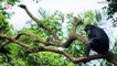 Fatal Chimpanzee Attacks on Humans on the Rise