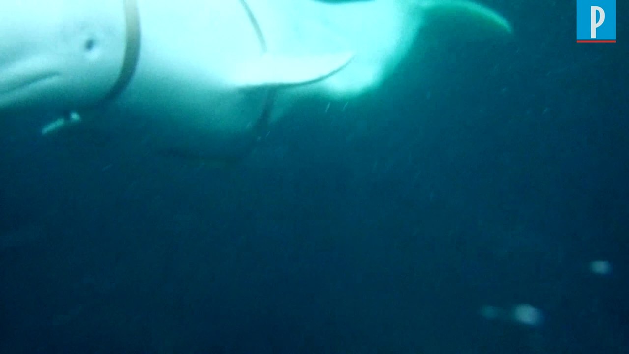 Beluga qui joue au rugby :  Selon   « Hvladimir s'est échappé d'une base russe »