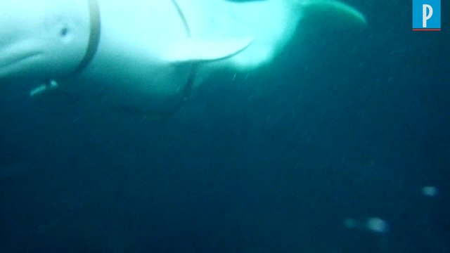 Beluga qui joue au rugby : Selon « Hvladimir s'est échappé d'une base russe »