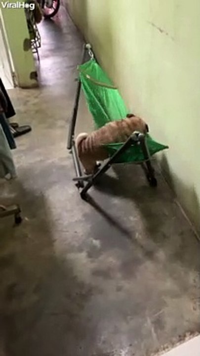 Pug Crawls into Comfy Hammock