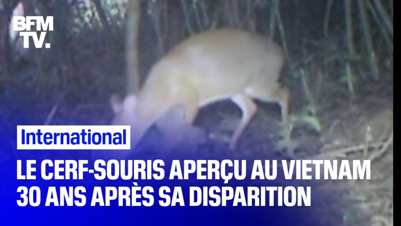 Disparu depuis 30 ans, le cerf-souris a été aperçu au Vietnam