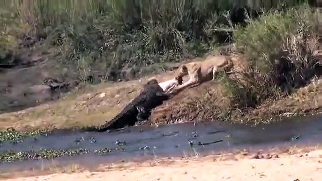Quand une lionne et un crocodile se disputent la même proie