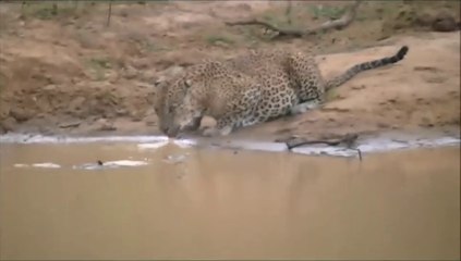Ce léopard n'a pas vu arriver le crocodile... C'était moins une