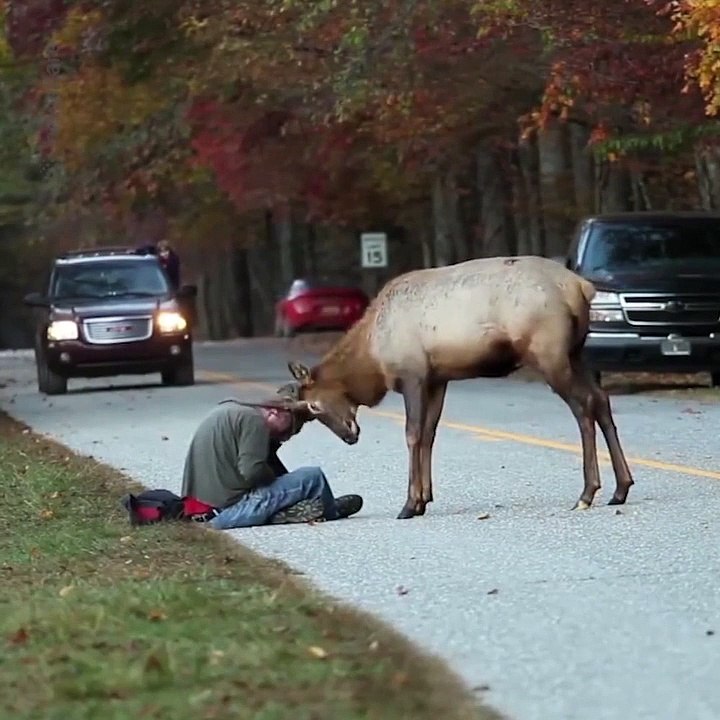 Ce photographe se retrouve face à un cerf pendant une séance photo... moment tendu mais magnifique