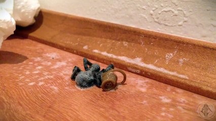 Le parasite qui sort de cette araignée est terrifiant