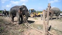 Elefante capturado