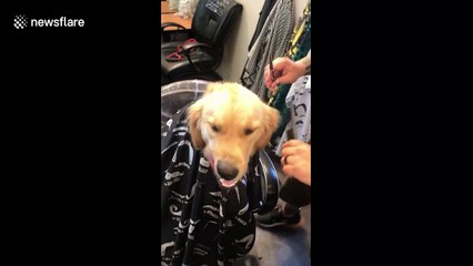 Joyful golden retriever visits barber for a doggo hair cut