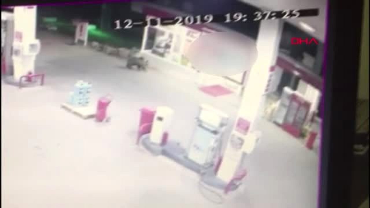 Akaryakıt istasyonuna giren ayı kamerada