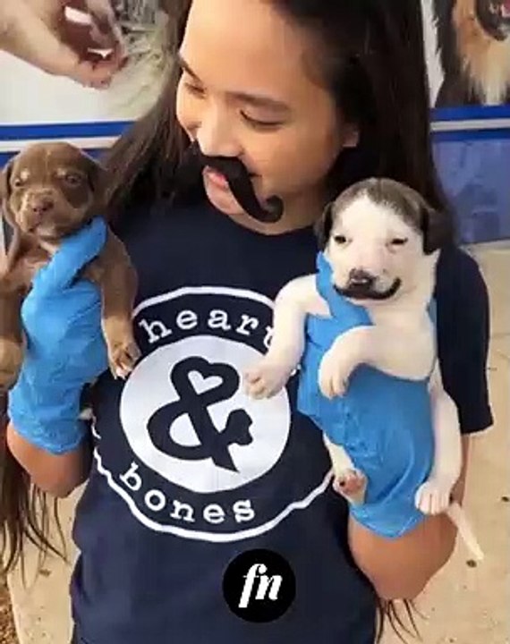 Brighten Up You Day With These Doggos!