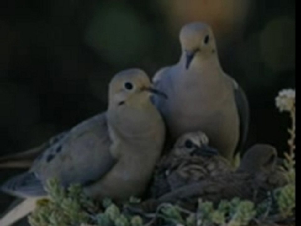 Détente & Oiseaux
